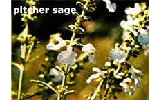 Information on growing Kaneb, Eureka and Nekan wildflowers in your garden.